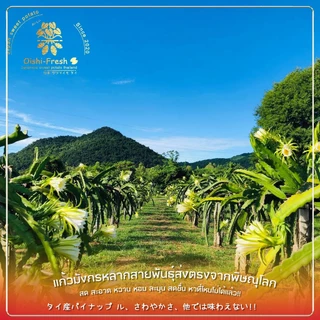 🇹🇭Oishi-fresh🍒แก้วมังกร ปลอดสารพิษ 1 กก. รสชาติกรอบ สด ใหม่ ใยอาหารสูง หวานออร์แกนิค จัดส่ง 24 ชม.