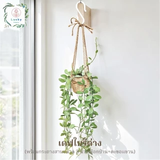 🌿(ขนาด 3 นิ้ว)เดฟใบรีเขียว/ใบรีด่าง/หัวใจล้านดวง/แตงโม/แอปเปิ้ล/ฟิลิปปินส์ พร้อมกระถางสาน+เชือก+ตะขอแขวน