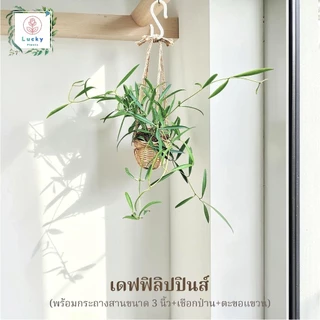 🌿(ขนาด 3 นิ้ว)เดฟใบรีเขียว/ใบรีด่าง/หัวใจล้านดวง/แตงโม/แอปเปิ้ล/ฟิลิปปินส์ พร้อมกระถางสาน+เชือก+ตะขอแขวน