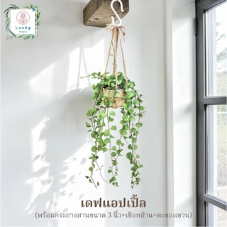 🌿(ขนาด 3 นิ้ว)เดฟใบรีเขียว/ใบรีด่าง/หัวใจล้านดวง/แตงโม/แอปเปิ้ล/ฟิลิปปินส์ พร้อมกระถางสาน+เชือก+ตะขอแขวน