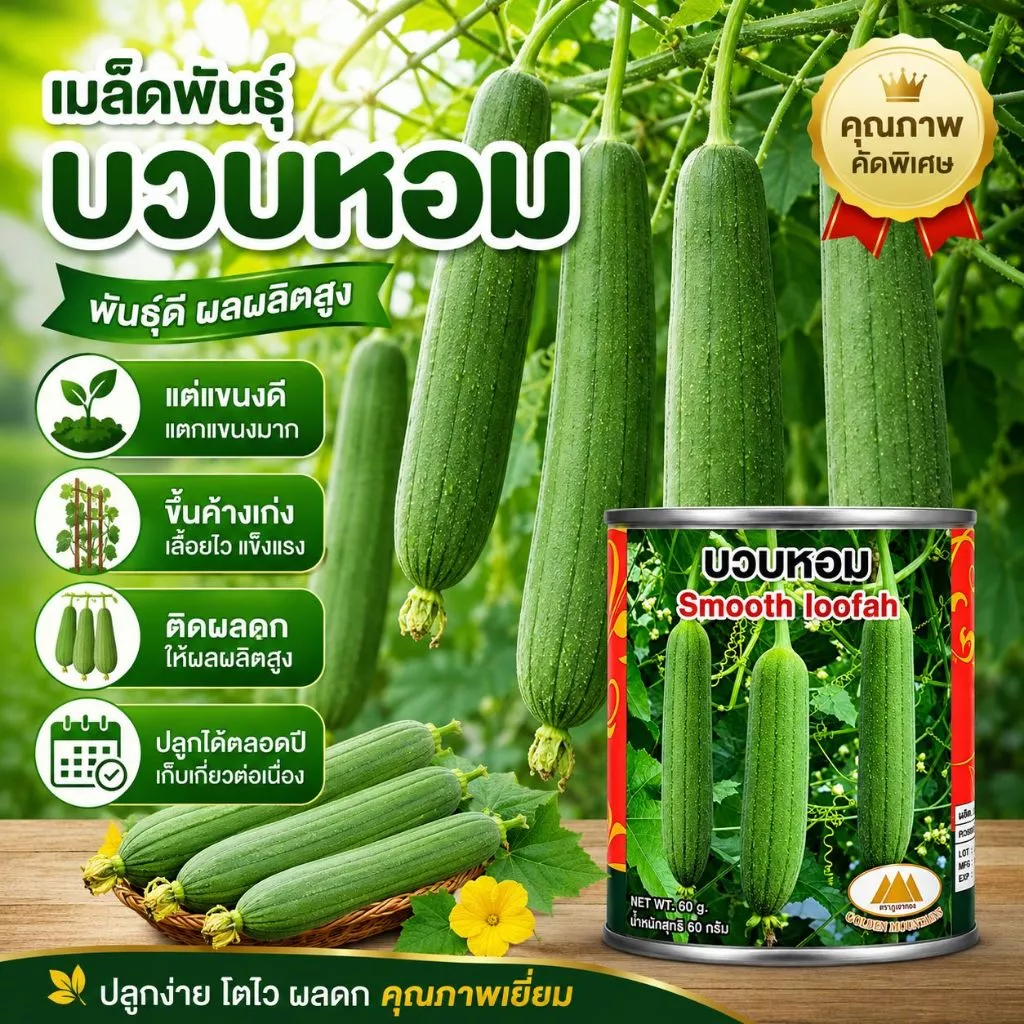 เมล็ดบวบหอม Smooth Loofah ตราภูเขาทอง เมล็ดพันธุ์บวบหอม เมล็ดพันธุ์ผัก เมล็ดพันธุ์ผักสวนครัว บวบหอม
