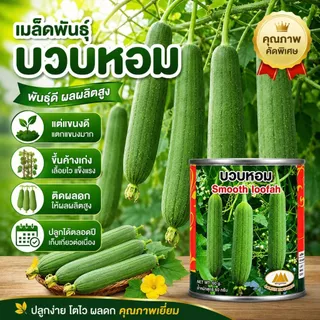 เมล็ดบวบหอม Smooth Loofah ตราภูเขาทอง เมล็ดพันธุ์บวบหอม เมล็ดพันธุ์ผัก เมล็ดพันธุ์ผักสวนครัว บวบหอม
