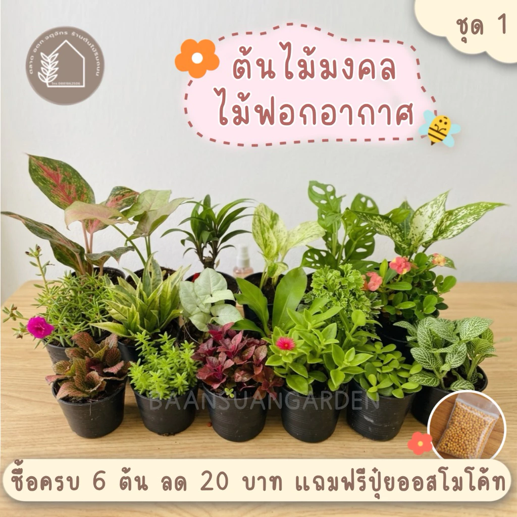 ต้นไม้มงคล ต้นไม้ฟอกอากาศ🪴 (ซื้อ 6 ต้นลด 20 บาท)ชุด 1 ^แถมฟรีปุ๋ยออสโมโค้ท^