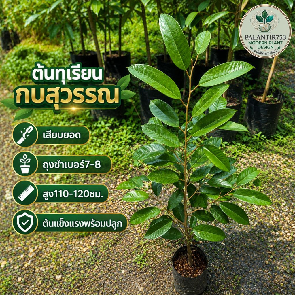ต้นทุเรียนกบสุวรรณ เสียบยอด ถุงชำเบอร์7-8 สูง109-119 ซม. คัดสวยๆ สายพันธุ์แท้