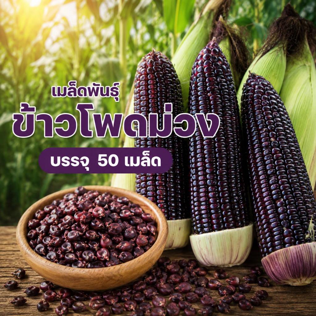 เมล็ดข้าวโพดหวานดำ ข้าวโพดม่วง เมล็ดข้าวโพด บรรจุซองละ 50 เมล็ด