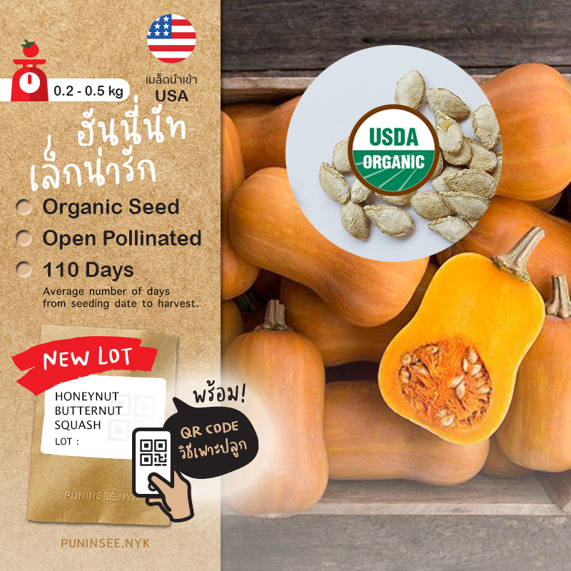 เมล็ดพันธุ์ ฮันนี่นัท ออร์แกนิค นำเข้า บัตเตอร์นัท Honeynut (Organic Seed) Butternut Squash ฟักทอง สควอช ปันอินทรีย์
