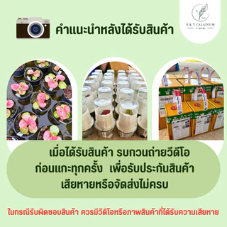 บอนสี ซันเซ็ทสกาย (Sunset sky) อัพ17/08/69บอนป้ายสีเหลืองสวย กระถาง 4 นิ้ว