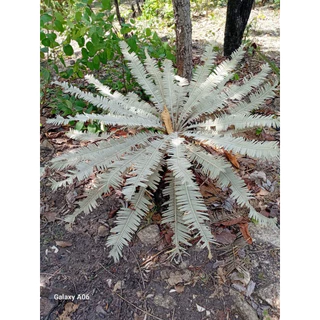 ปรงใบเงิน 《 ส่งฟรี 》 โขดปรงสีใบเงิน สายพันธุ์หายาก +พร้อมคู่มือ / Cycas siamensis Miq or silver cycad (Thai)