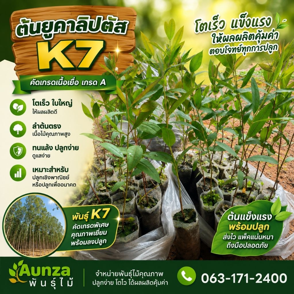 ยูคาลิปตัสK7 (100ต้น) เนื้อเยื่อเกรดA+