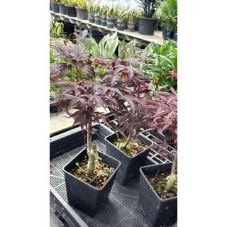 11/8/26 นำเข้าจากจีน เมเปิ้ลญี่ปุ่น สีแดง(Japanese Maple) โดยเฉพาะสายพันธุ์ที่มีใบสีแดงเช่น Deshojo หรือ Beni-Maiko30cm