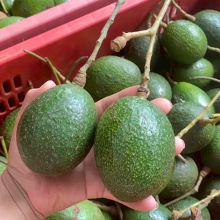 (2ฃ3กิโลกรัม)ไซส์ 6-8ลูก/โลอโวคาโด้พันธุ์บัคคาเนีย พร้อมส่ง