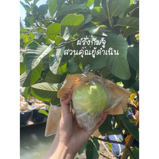 ฝรั่งกิมจูดำเนินสะดวก คัดพิเศษเกรดA ฝรั่งกิมจู สดไหม่ หวาน กรอบ อร่อย