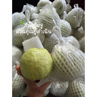 ฝรั่งกิมจูดำเนินสะดวก คัดพิเศษเกรดA ฝรั่งกิมจู สดไหม่ หวาน กรอบ อร่อย