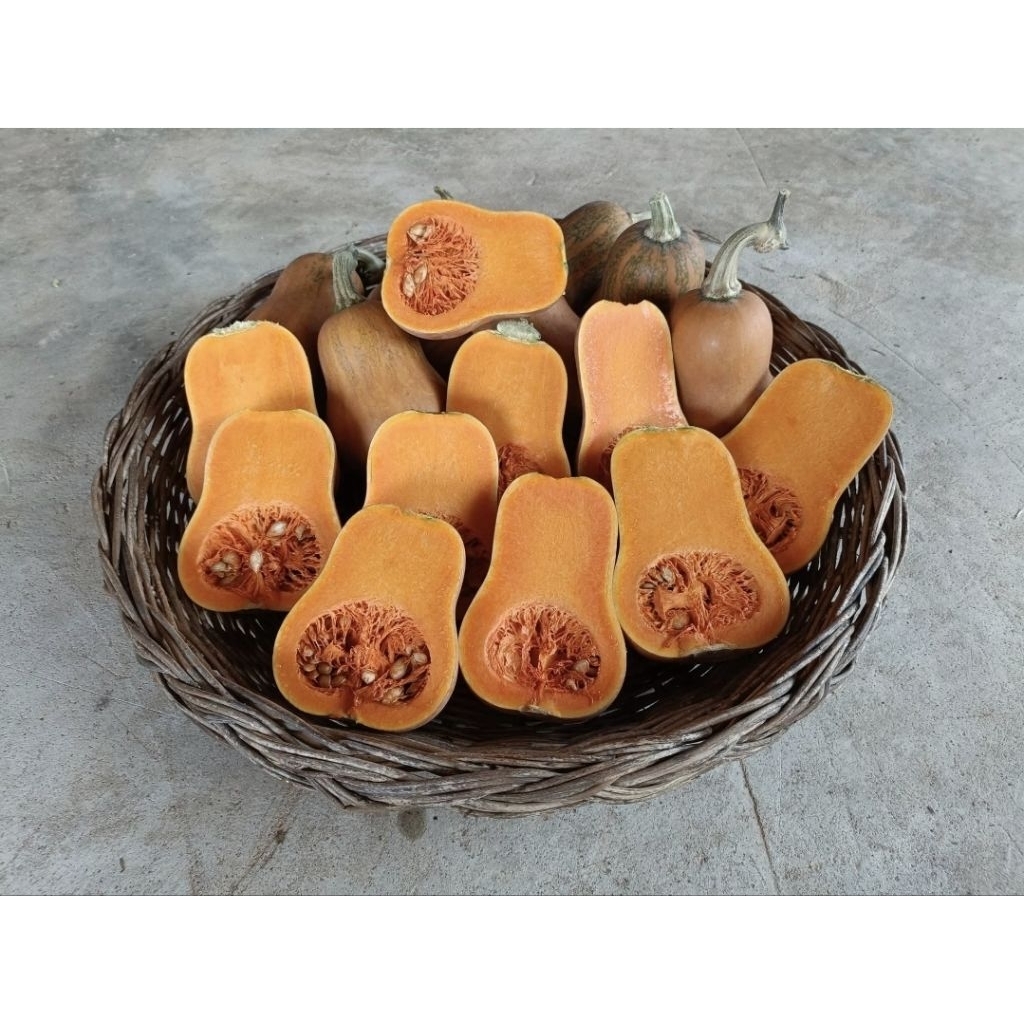 เมล็ดฟักทองฮันนี่นัท (Honeynut Squash) คือฟักทองขนาดเล็กในตระกูลบัตเตอร์นัท บรรจุ 10 เมล็ด