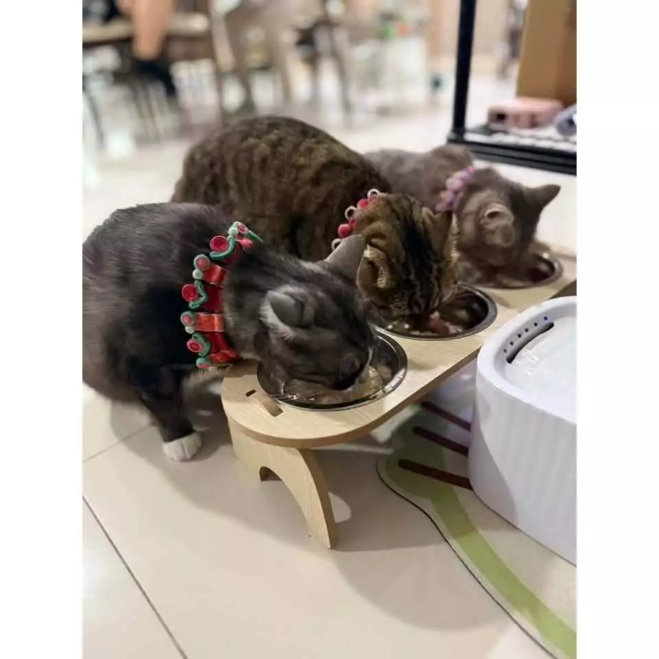 ( สินค้าแมว : T003 )” รวมชามแล้ว“ 3 หลุม พร้อมส่ง ชามอาหารสัตว์ แบบใหม่ ครับ thumbnail 7