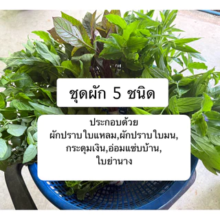 มิตรมนต์ | ชุดผักแข็งแรง🥬 สำหรับปั่นเพื่อสุขภาพ จะทานสด หรือจะทำน้ำผักปั่นก็ได้ สด สะอาด ปลอดสาร อ่านรายละเอียดก่อนสั่ง
