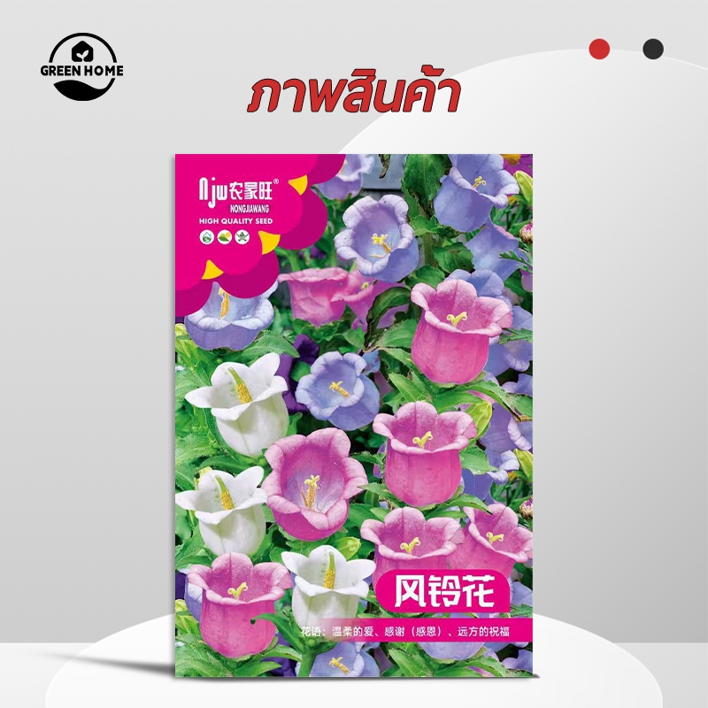 2000 เมล็ด ดอกระฆัง แคมพานูล่า Campanula ปลูกง่าย นิยมปลูก เมล็ดพันธุ์ดอกไม้