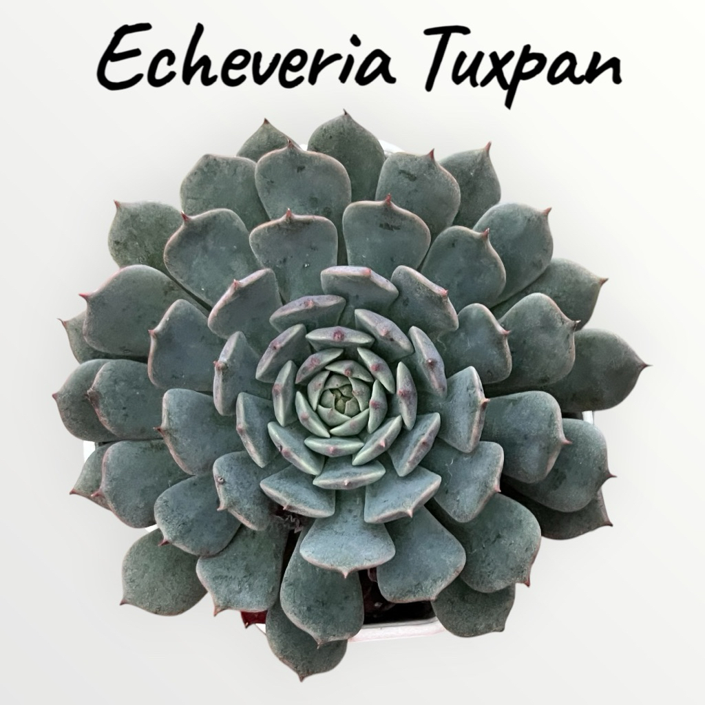 Echeveria Tuxpan กุหลาบหิน ไม้อวบน้ำ ขนาด 2 นิ้ว