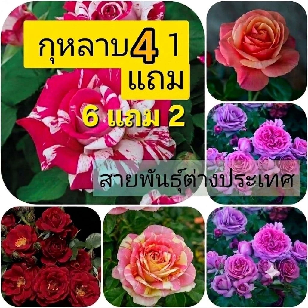 ซื้อ 4 แถม 1 กุหลาบ ต้นกุหลาบ กิ่งกุหลาบ (ส่ง 2 ต้นขึ้นไป) เลือกสายพันธุ์ได้ สายพันธุ์ต่างประเทศ ไม้ดอกไม้ประดับ