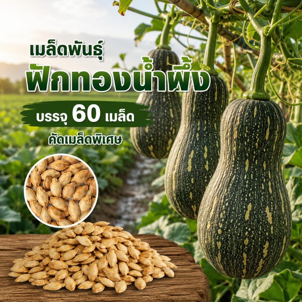 เมล็ดพันธ์ุฟักทองน้ำผึ้ง ซองละ 60 เมล็ด