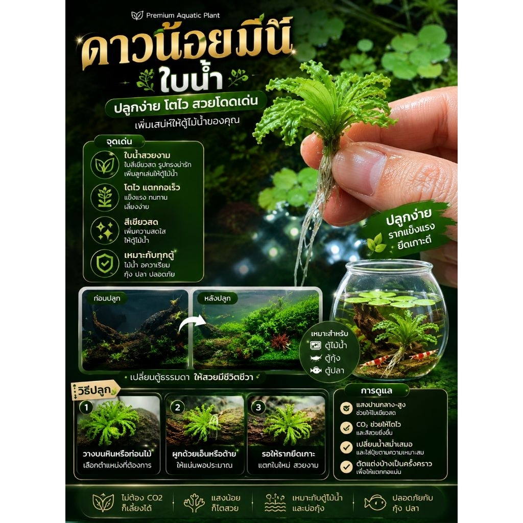 ดาวน้อยมินิใบน้ำ