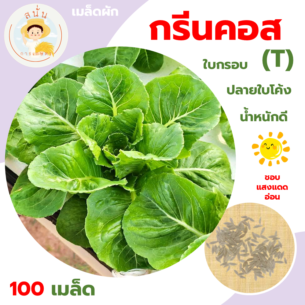 กรีนคอส ที (Green Cos T) เมล็ดผัก ผักสลัด คอสที ใบกรอบ สีเขียวสด ไม่มีกลิ่นเขียว ขนาด 100 เมล็ด