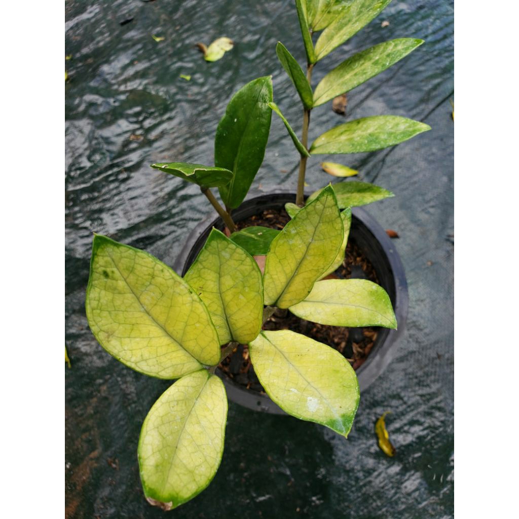 กวักมรกตยอดทอง Gold-Tip ZZ Plant