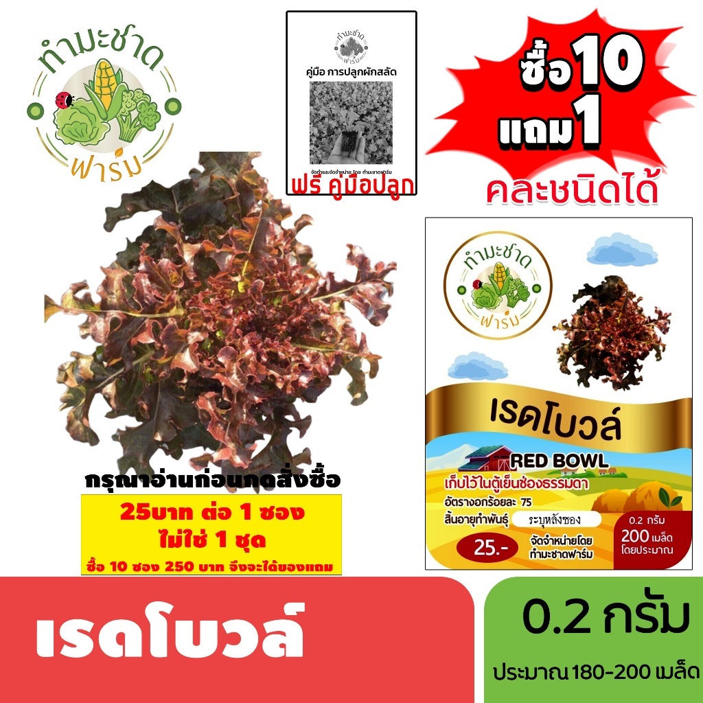 [1ซอง] ทำมะชาดฟาร์ม (ซื้อ10แถม1) เมล็ดพันธุ์ เรดโบวล์ ขนาด0.2กรัม ประมาณ200เมล็ด RED BOWL ผักสลัด เมล็ดพันธุ์พืช เมล็ด