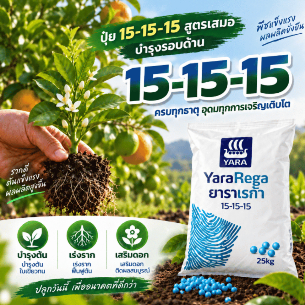 [สูตรเร่งโต ติดผลดก] ปุ๋ย 15-15-15 สูตรเสมอ เร่งยอดไว แตกกิ่งก้านดี ดอกดก ขั้วเหนียว เพิ่มผลผลิตเกรด A