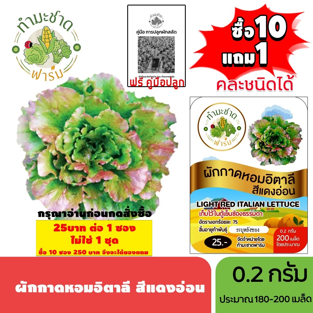 [1ซอง] ทำมะชาดฟาร์ม (ซื้อ10แถม1) เมล็ดพันธุ์ ผักกาดหอมอิตาลี สีแดงอ่อน  ขนาด0.2กรัม ประมาณ200เมล็ด LIGHT RED ITALIAN LET