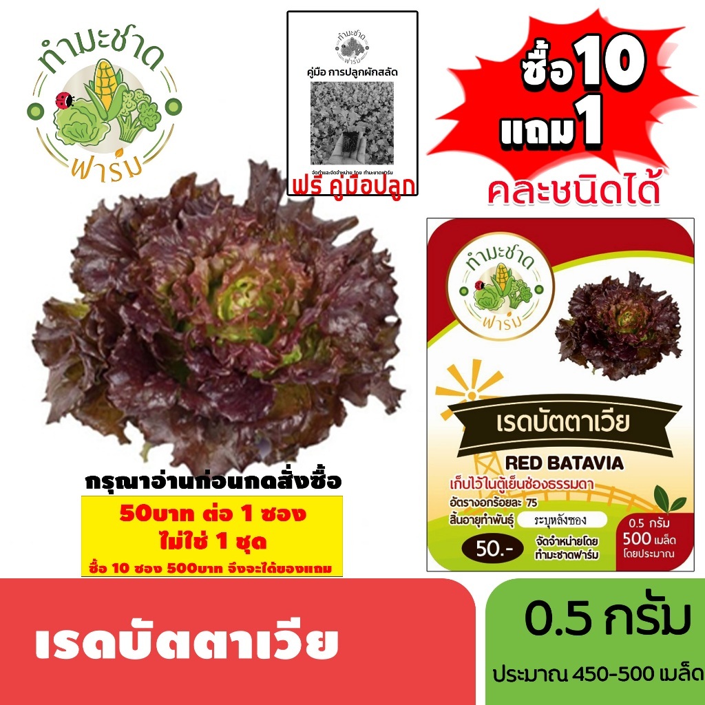 [1ซอง] ทำมะชาดฟาร์ม (ซื้อ10แถม1) เมล็ดพันธุ์ เรดบัตตาเวีย  ขนาด0.5กรัม ประมาณ500เมล็ด RED BATAVIA ผักสลัด เมล็ดพันธุ์พืช