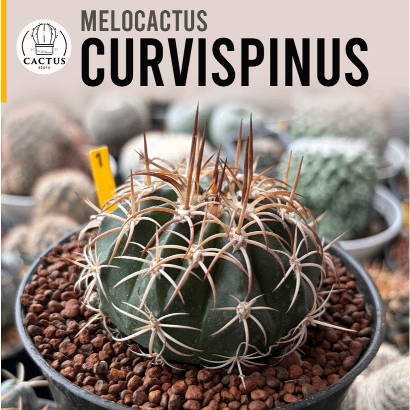 Melocactus curvispinus ไม้เมล็ดไซค์ใหญ่กระถาง 4 นิ้ว
