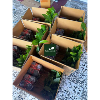 ต้นโกโก้​ พันธุ์​ชุมพร​1 ชุด12ต้น สูง​50ซม.โตไวพร้อมปลูก