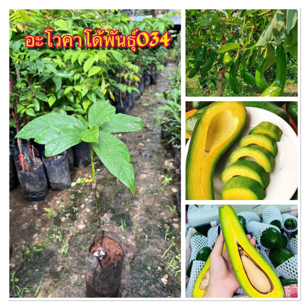 ต้นอะโวคาโด034เสียบยอด พันธุ์แท้100% (1ต้น)