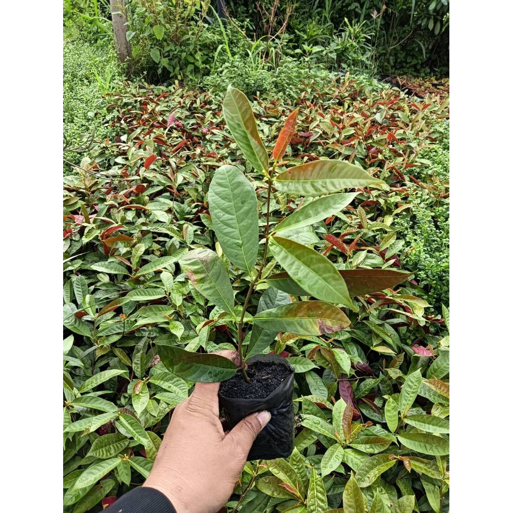 ลิ้นกระบือ จัด set 50 ต้น