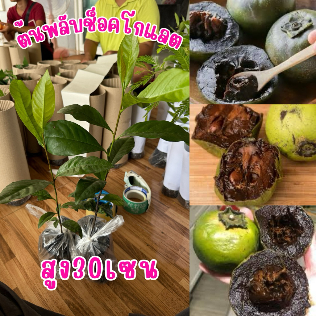 ต้นพลับช็อกโกแลต ต้นละ120บาท ต้นสวยแข็งพร้อมส่งครับ