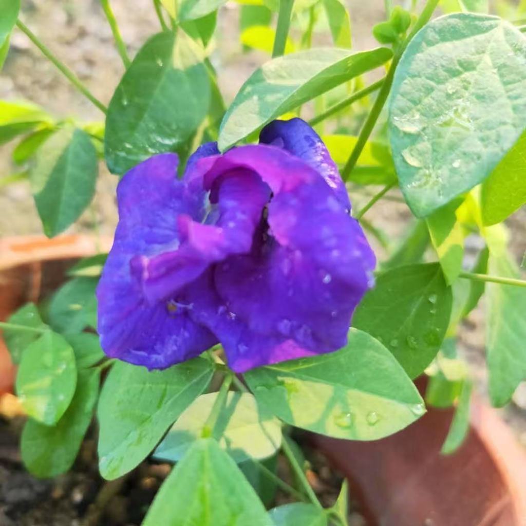 1g of 5-story pea seeds, about 20 butterfly pea seeds, vegetable seeds, vegetable seeds, garden vege