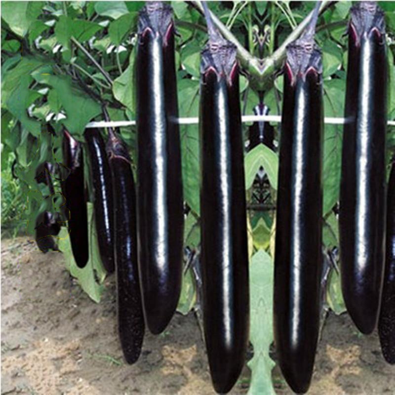 EGGPLANT LONG PURPLE VEGETABLE SEEDS (100 seeds) LONG EGGPLANT SEEDS  LONG PURPLE VARIETY/HYBRID