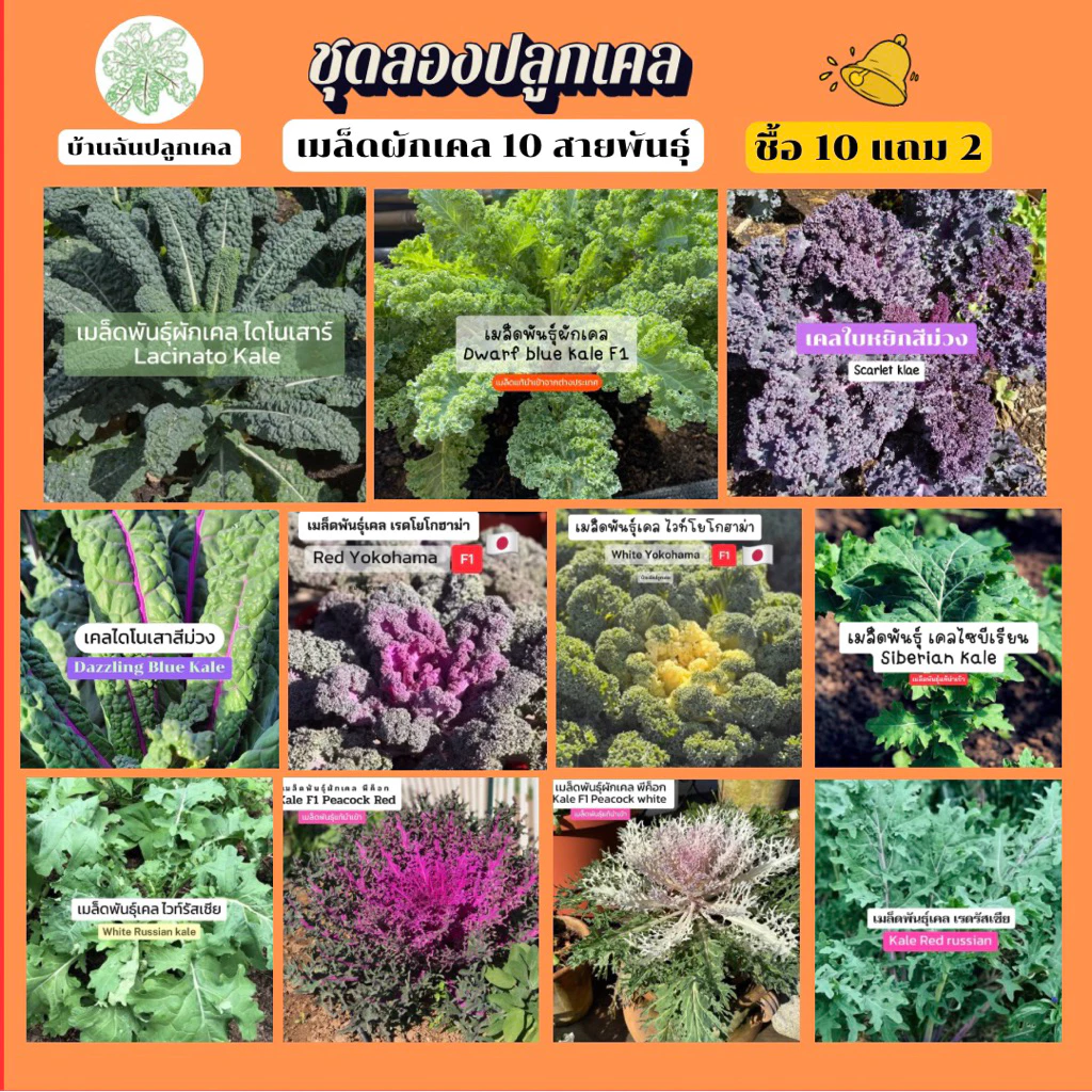 เมล็ดพันธุ์ผักเคล ชุดทดลองปลูก 10 สายพันธุ์ เมล็ดพันธุ์แท้นำเข้า อัตรางอกสูง ซื้อ 10 แถม 2 [บ้านฉันปลูกเคล]