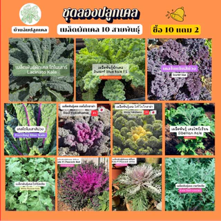 เมล็ดพันธุ์ผักเคล ชุดทดลองปลูก 10 สายพันธุ์ เมล็ดพันธุ์แท้นำเข้า อัตรางอกสูง ซื้อ 10 แถม 2 [บ้านฉันปลูกเคล]
