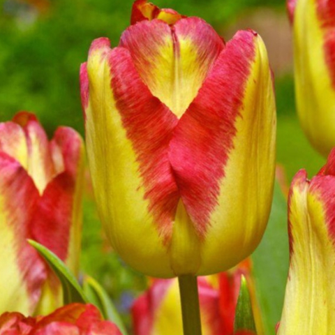 20 เมล็ด ทิวลิป Tulipa Seeds สายพันธุ์ Tulip Cape Town