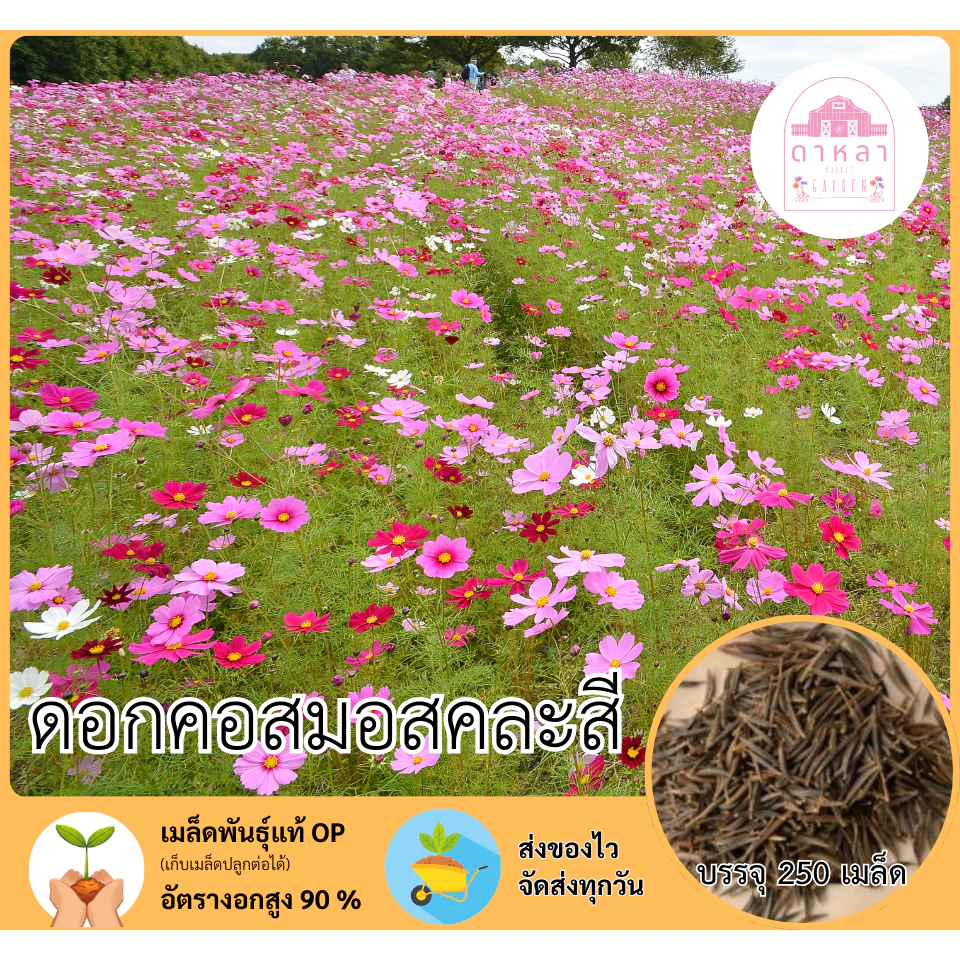 เมล็ดพํนธุ์ดอกคอสมอสคละสี 250 เมล็ด