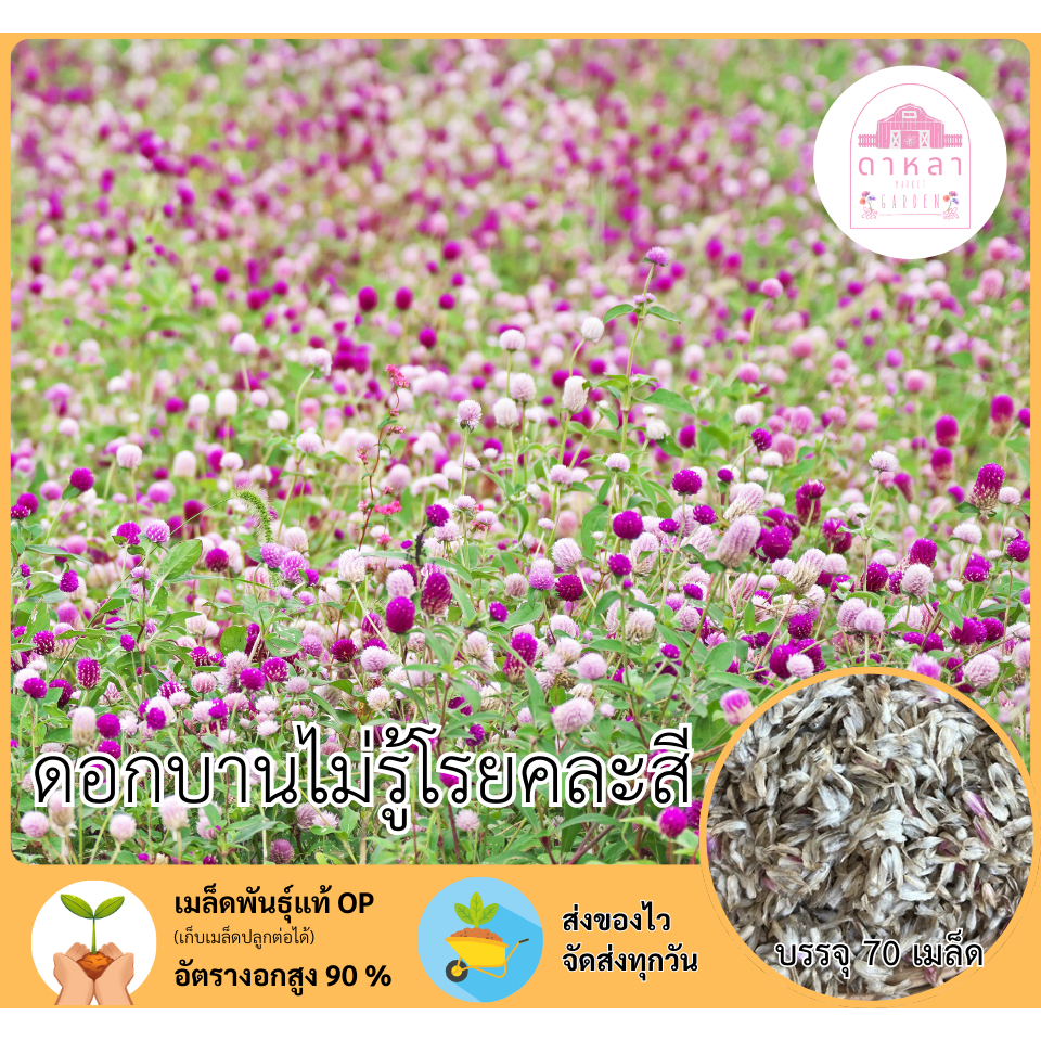 ดอกบานไม่รู้โรยสีม่วง 70 เมล็ด