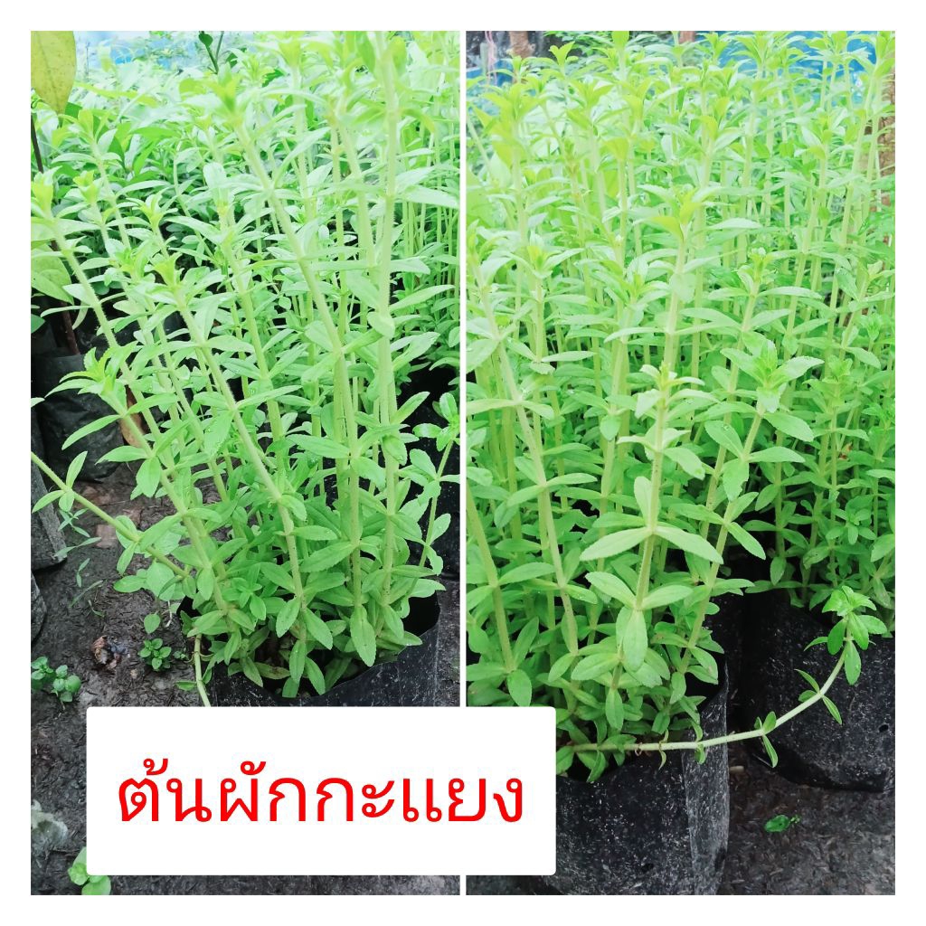 ต้นพันธุ์ผักกะแยงเป็นผักสมุนไพรที่นำมาประกอบอาหารได้หลายอย่าง