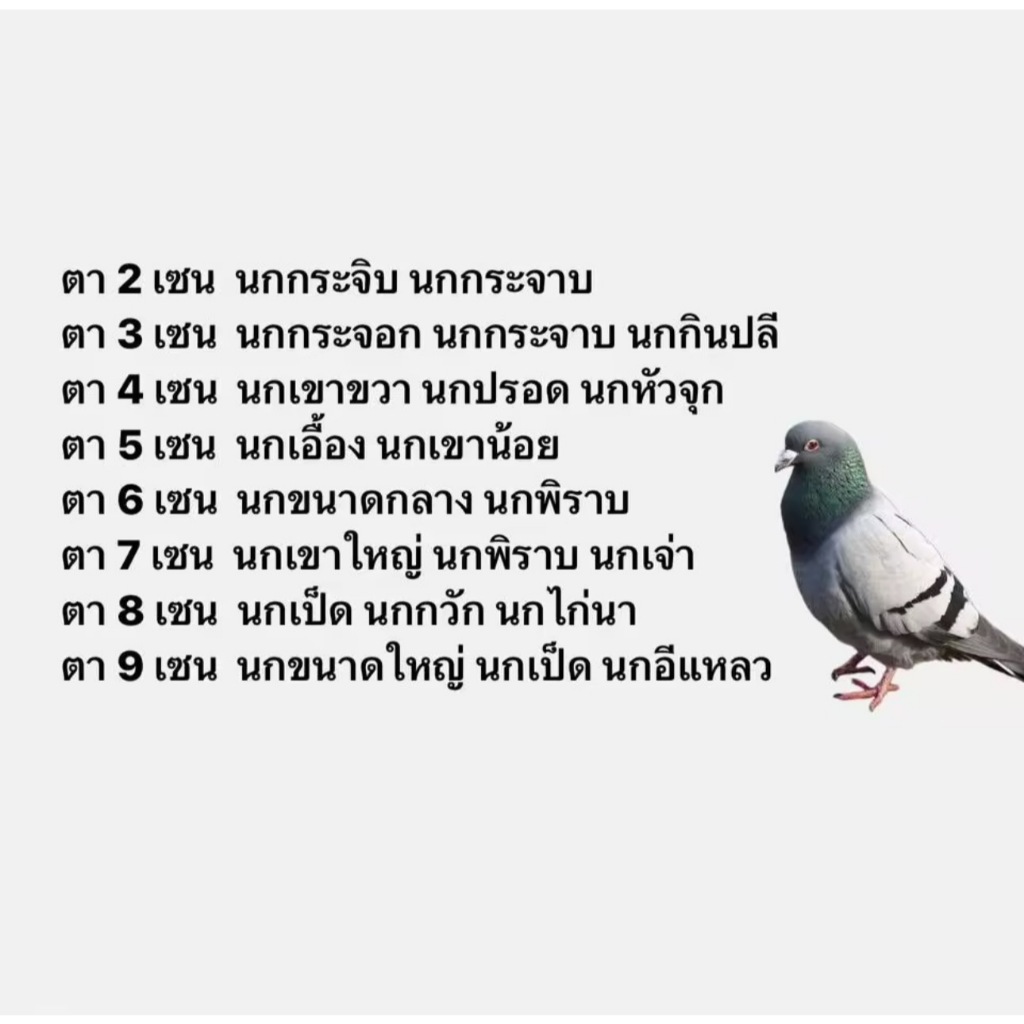 ตาข่ายดักนก ต้านนก ตลบนก ราคาถูก คุณภาพของดี เกรด A เส้นใหญ่  มีเบอร์ 2-9 เซน ตราเรือใบ หงษ์ และสิงโตทะเล <คละยี่ห้อส่ง> - รูปที่ 7