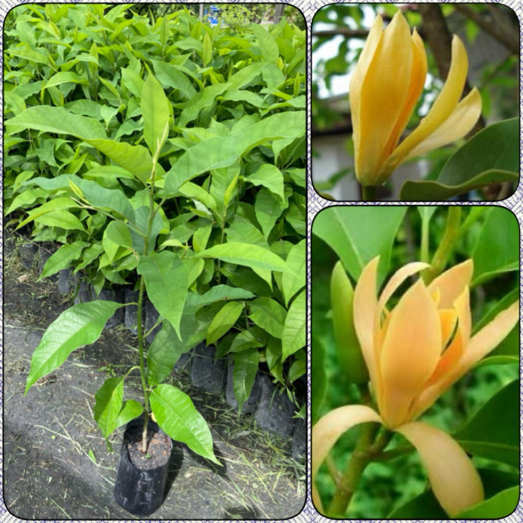 ต้นจำปา ดอกมีกลิ่นหอม ดอกสีเหลืองสวย (สูง 60-80cm) ต้นแข็งแรง พร้อมปลูก