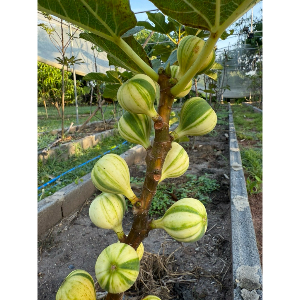 กิ่งตอน มะเดื่อ BNR - Bordissot Negra Rimada (บี เอ็น อา)