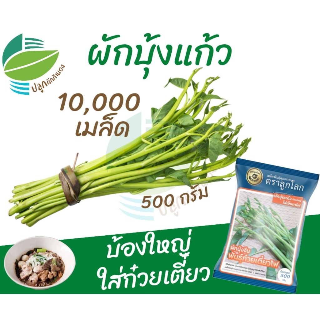 ผักบุ้งแก้ว (500 กรัม) 10,000 เมล็ด (Chinese​ Convolvulus)​ #ผักบุ้งก๋วยเตี๋ยว #ผักบุ้งเย็นตาโฟ ตราลูกโลก