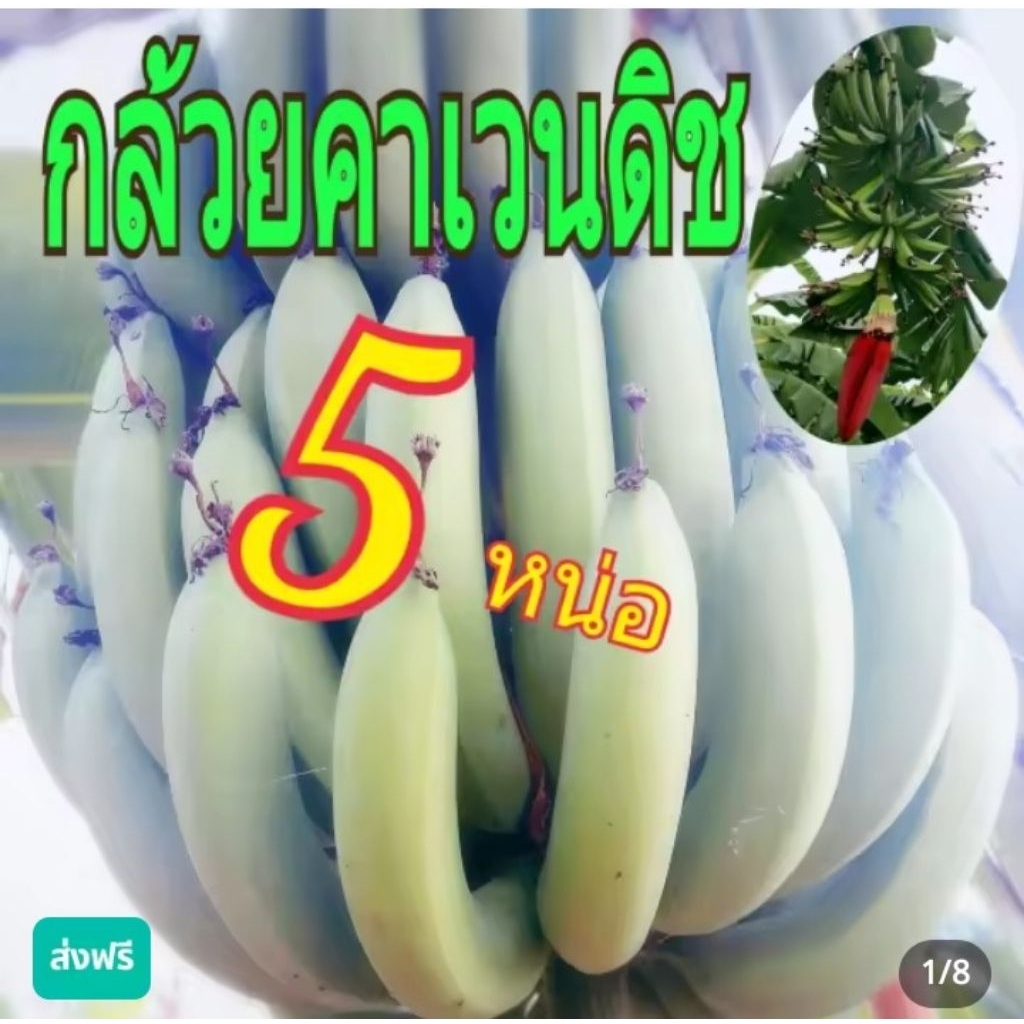 หน่อกล้วยหอมเขียวคาเวนดิช จำนวน 5 หน่อพันธุ์แท้ 100%
