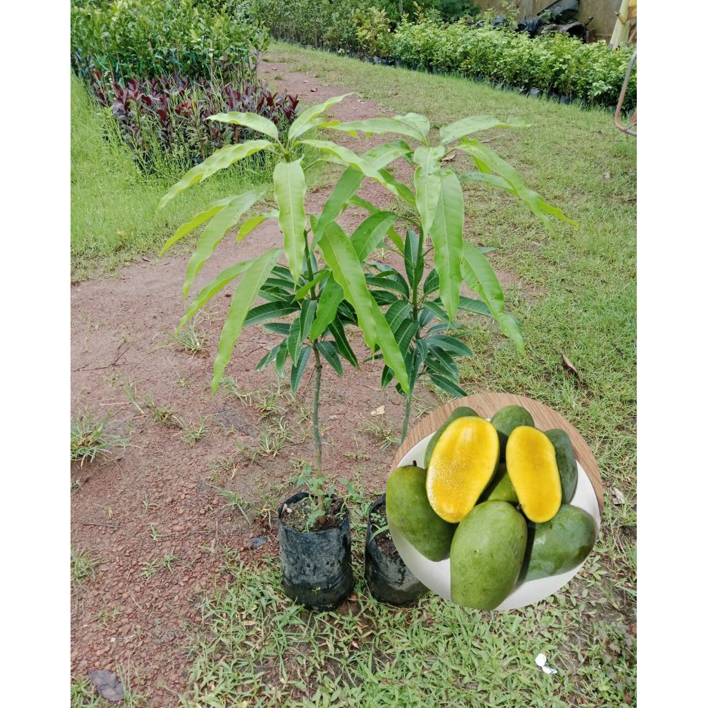 🌿ต้นมะม่วงอกร่องเขียวโบราณ🌿 เป็นมะม่วงสายพันธุ์เก่าแก่ หารับประทานยาก มีรสชาติหวานฉ่ำ มีกลิ่นหอมเฉพาะตัว